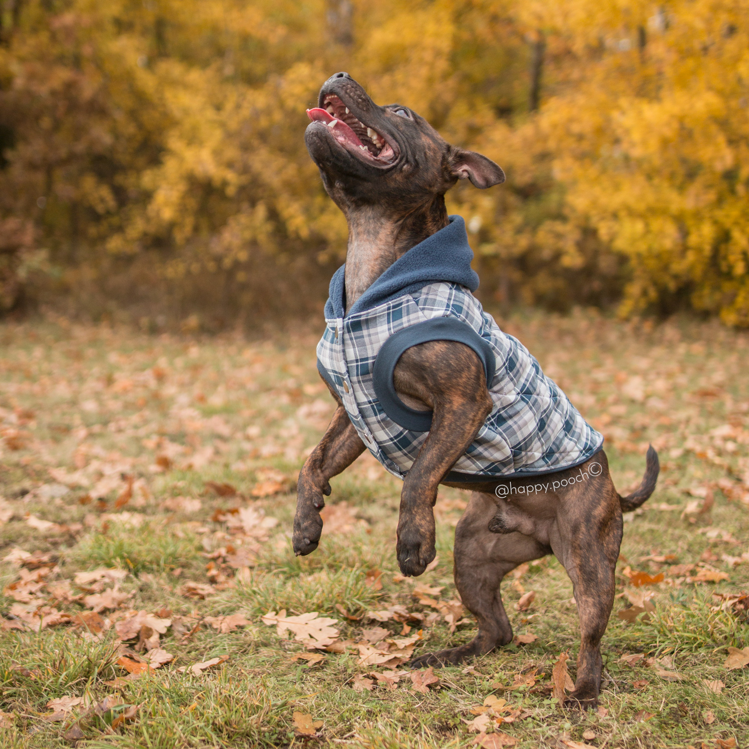 happypooch©