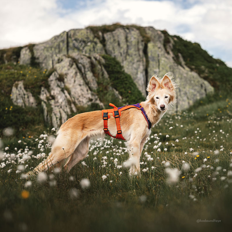Adventure Harness - Image 2