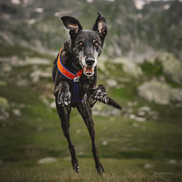 Adventure Harness - Image 4