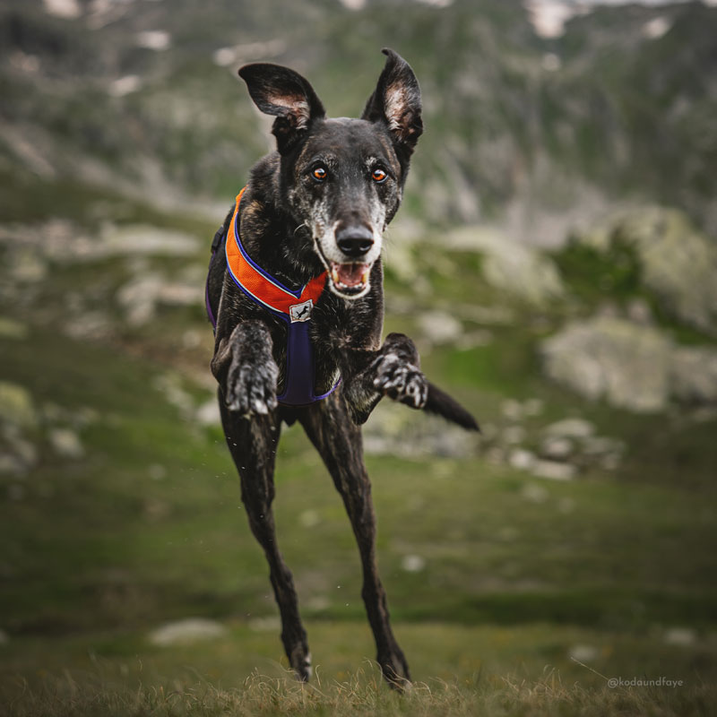 Adventure Harness - Image 4