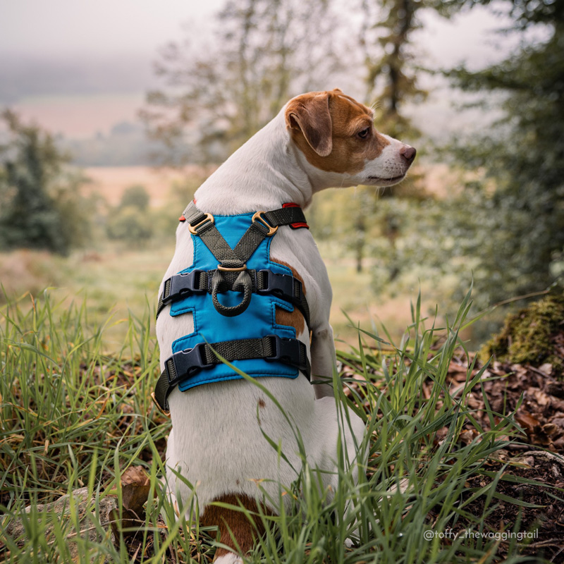 Adventure Harness - Image 3