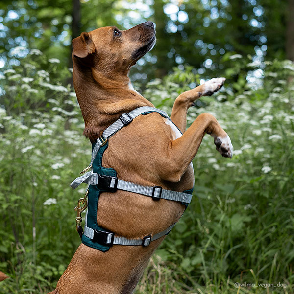 Adventure Harness