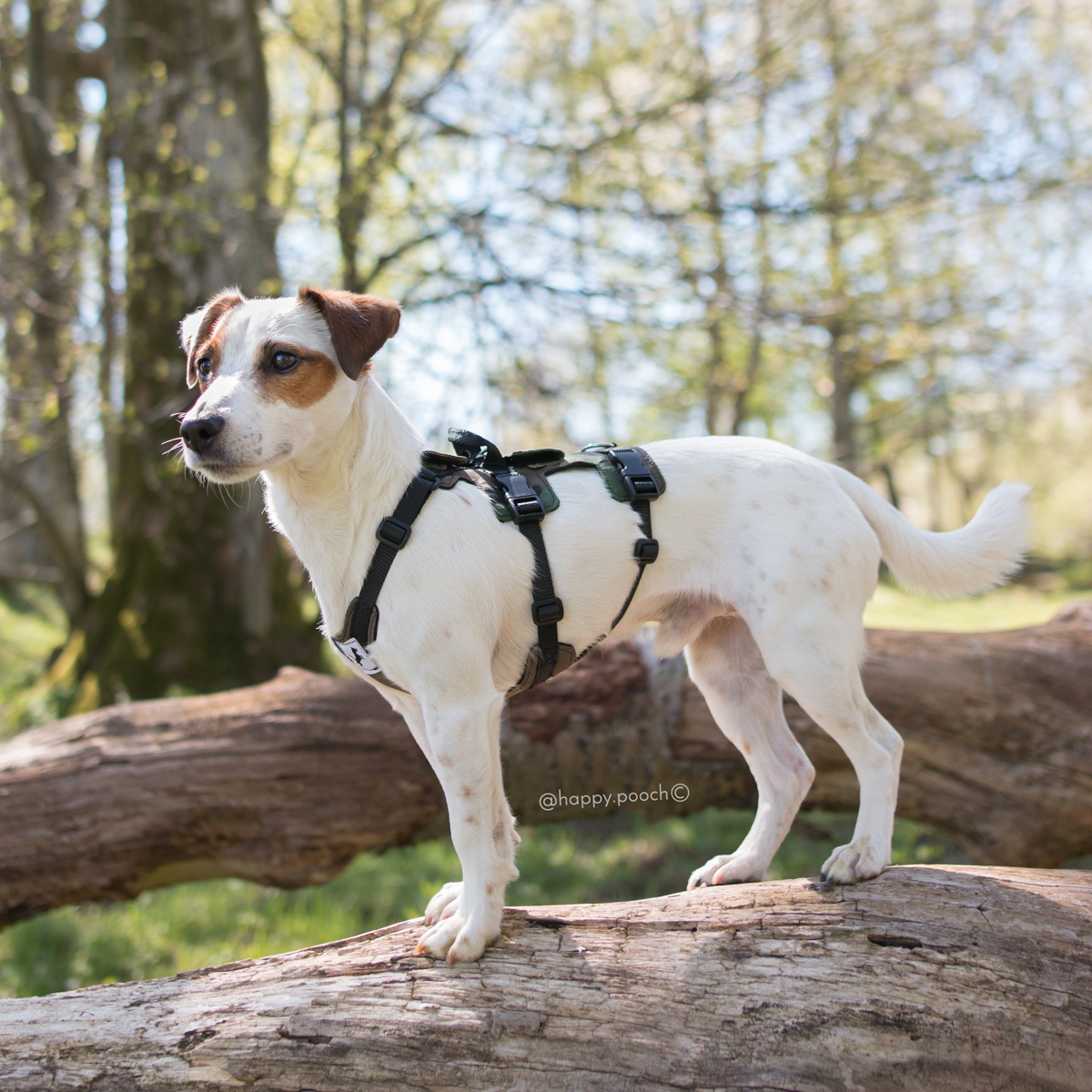 Adventure Harness - Image 15