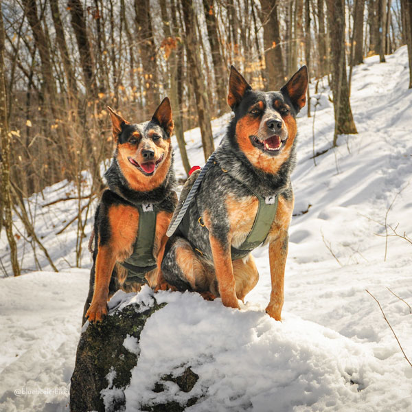 Adventure Harness - Image 9
