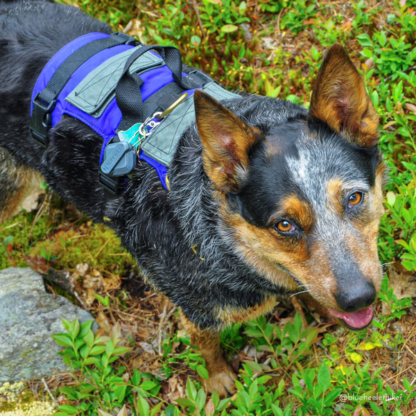 Adventure Harness - Image 13