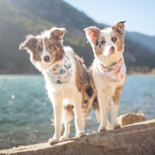 Adventure Awaits Bandana - Image 4