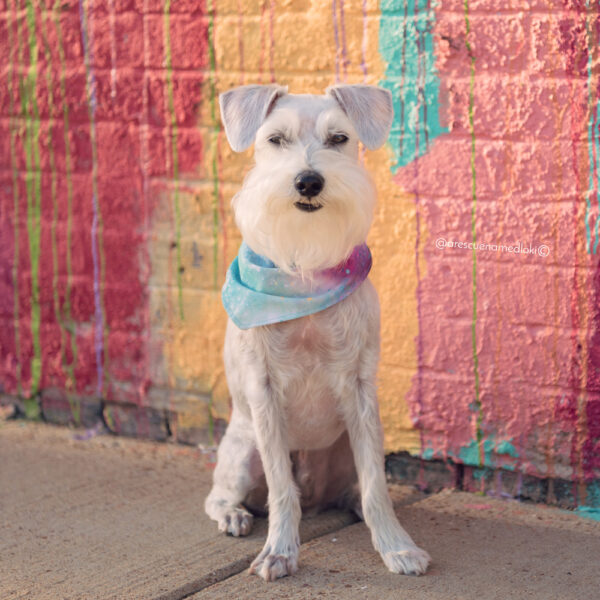 Starstruck Bandana - Image 3