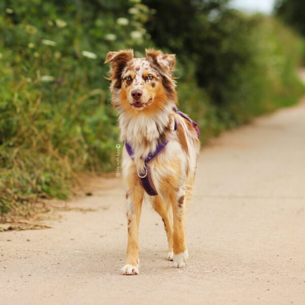 City Sleek Harness - Image 10