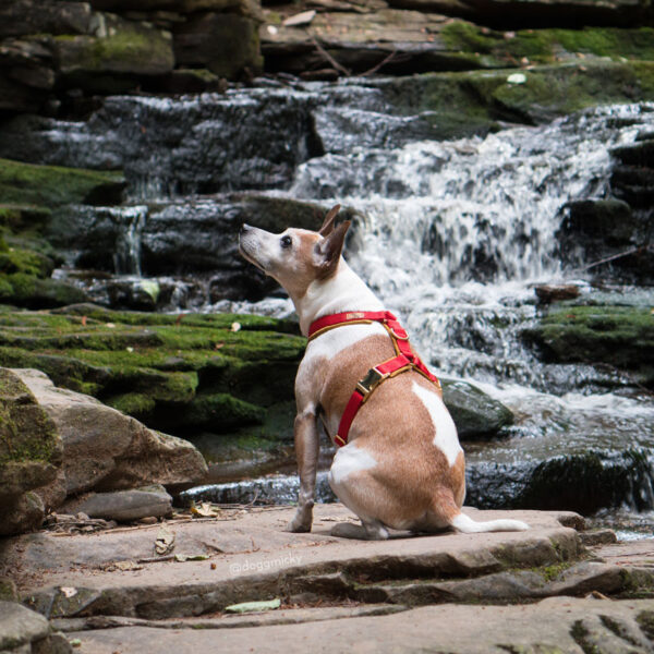 City Sleek Harness - Image 6