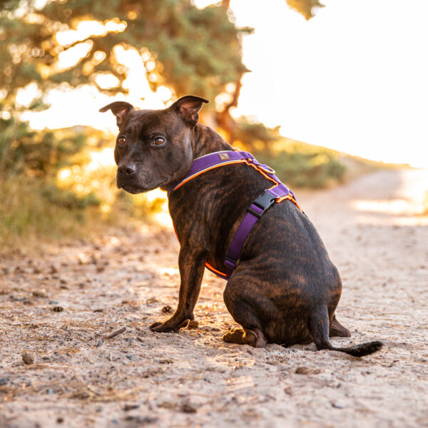 City Sleek Harness