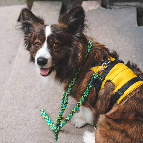 Adventure Harness - Image 14