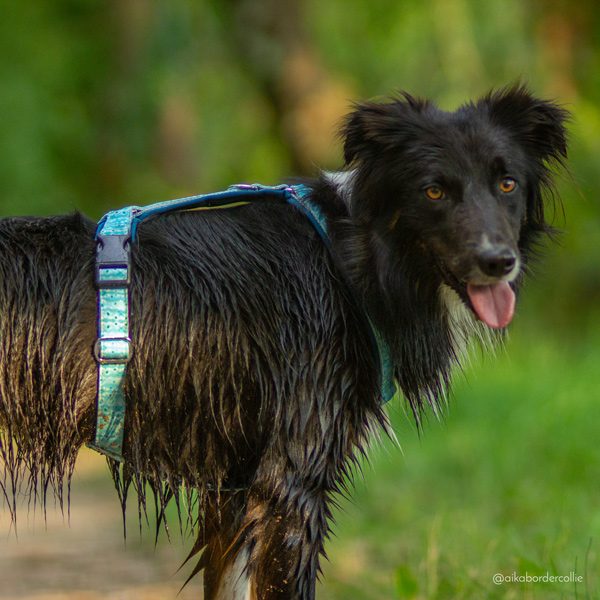 Adventure Sleek harness - Capri - Image 3