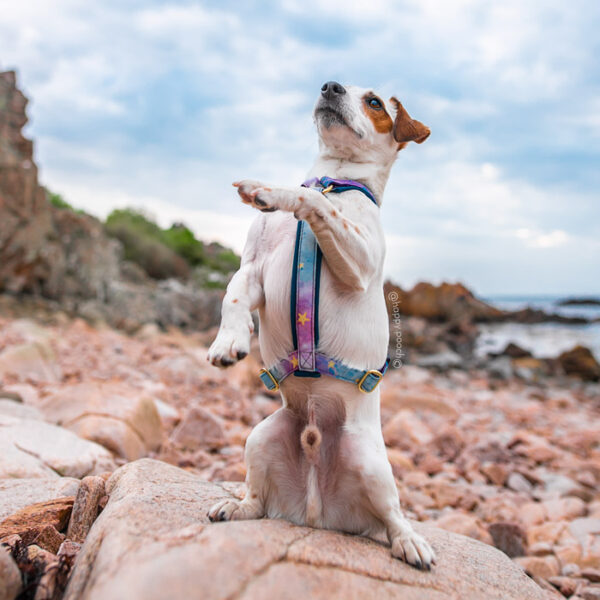 Adventure Sleek harness - Starstruck - Image 2