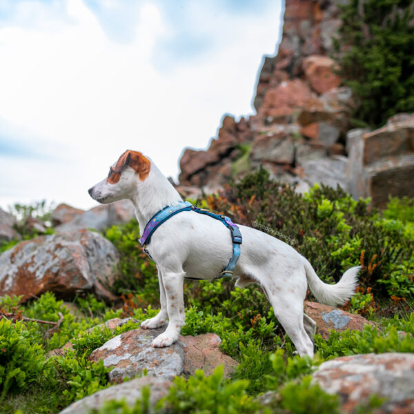 Adventure Sleek harness - Starstruck - Image 3
