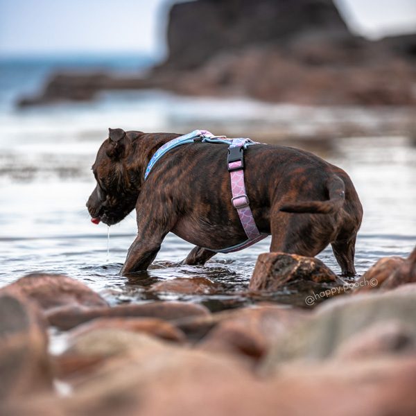 Adventure Sleek harness - Mermaid - Image 5