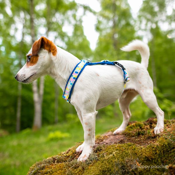 Adventure Sleek harness - Confetti - Image 4
