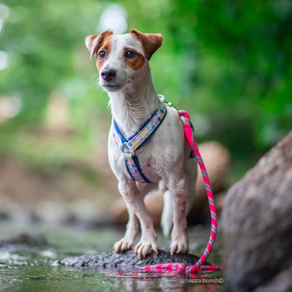 Adventure Sleek harness - Confetti - Image 5