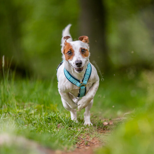 Adventure Sleek harness - Capri