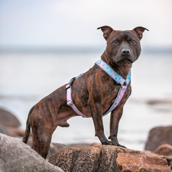Adventure Sleek harness - Mermaid - Image 3