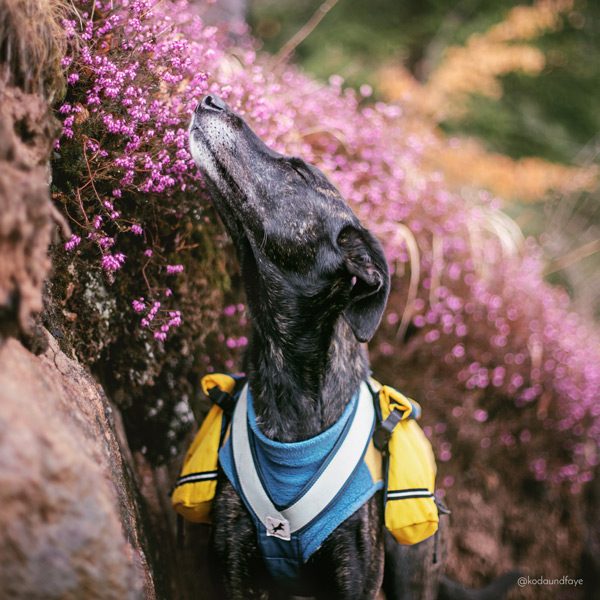 Adventure Backpack - Image 3
