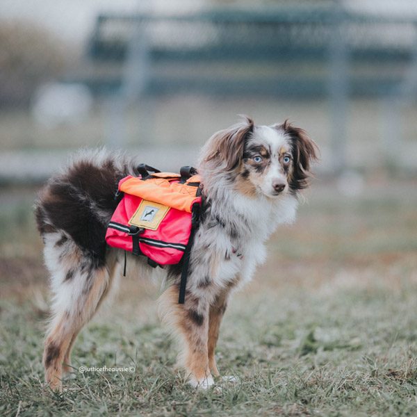 Adventure Backpack - Image 11