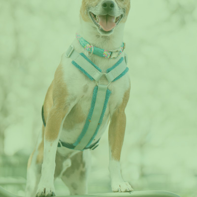 City Sleek Harness