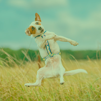 Adventure Sleek harnesses