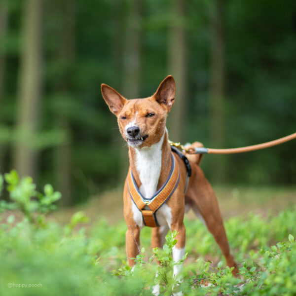 Adventure Sleek harness - Stripe mustard - Image 2