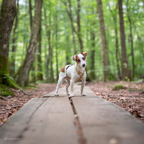 Adventure Sleek harness - Honey - Image 3