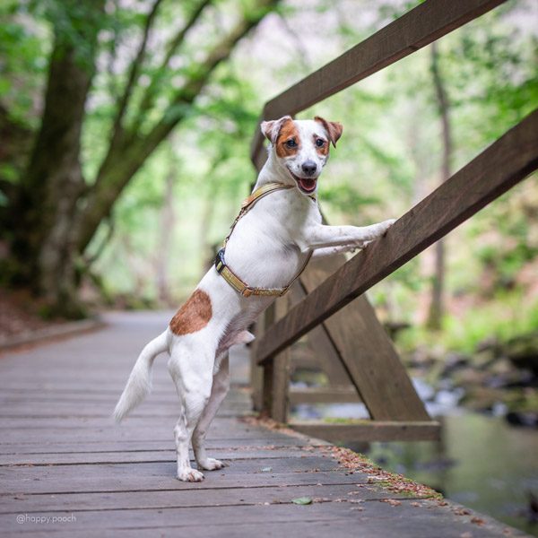 Adventure Sleek harness - Honey - Image 2