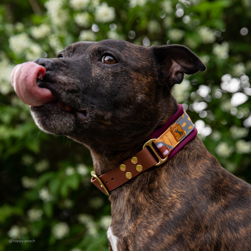 Adventure Sleek Collars - Luxury biothane buckle - Image 2