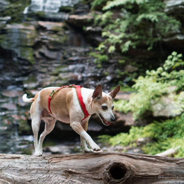 City Sleek Harness - Image 8