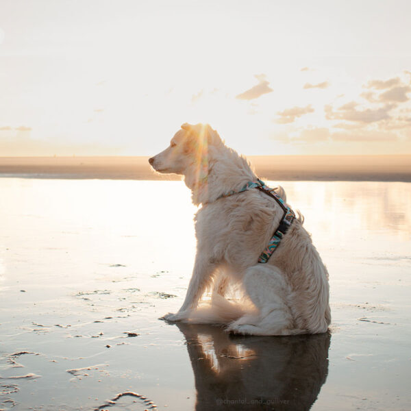 Adventure Sleek harness - Pastel Mountains - Image 3
