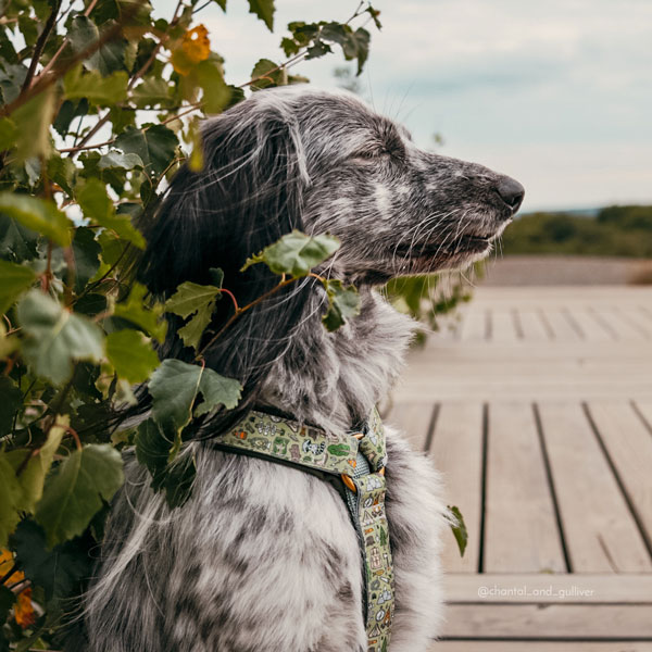 Adventure Sleek harness - Adventuroos - Image 3