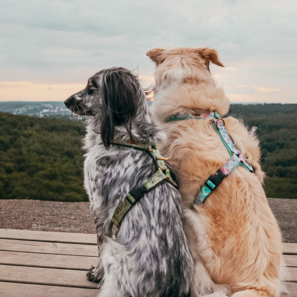 Adventure Sleek harness - Adventuroos - Image 5