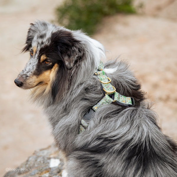 Adventure Sleek harness - Adventuroos - Image 4