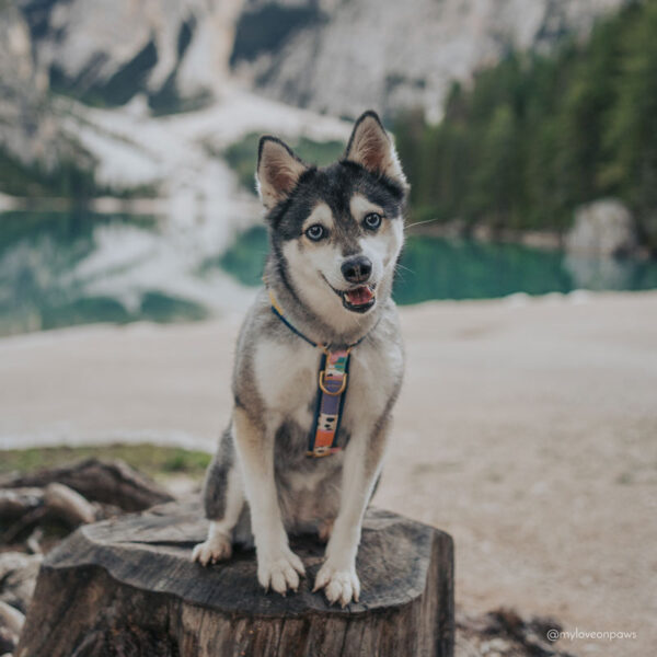 Adventure Sleek harness - Groovy - Image 3