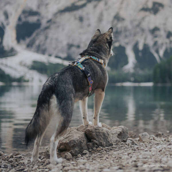Adventure Sleek harness - Groovy - Image 7