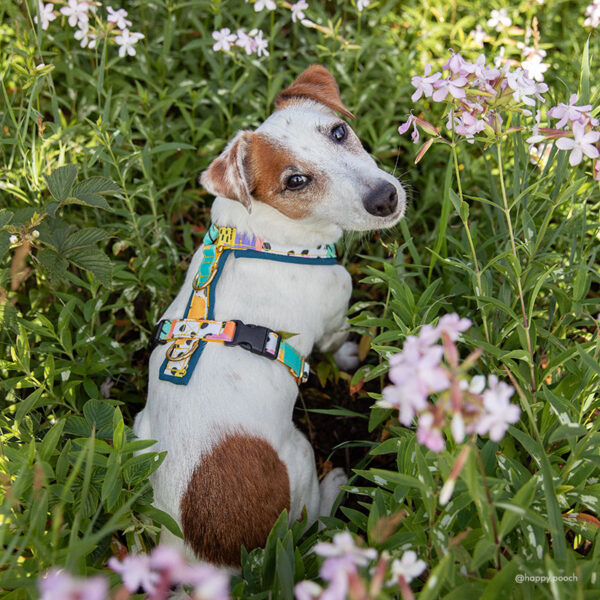 Adventure Sleek harness - Groovy - Image 9