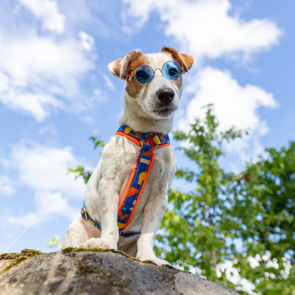 Adventure Sleek harness - Chill Pill - Image 3
