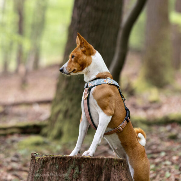Adventure Sleek harness - Mushroom Trail, Blue - Image 4