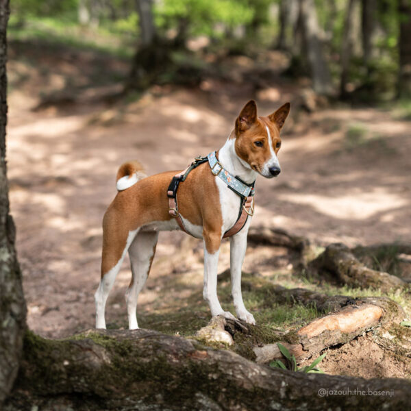 Adventure Sleek harness - Mushroom Trail, Blue - Image 3
