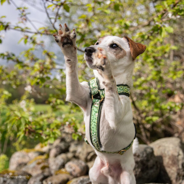 Adventure Sleek harness - Meadow - Image 3