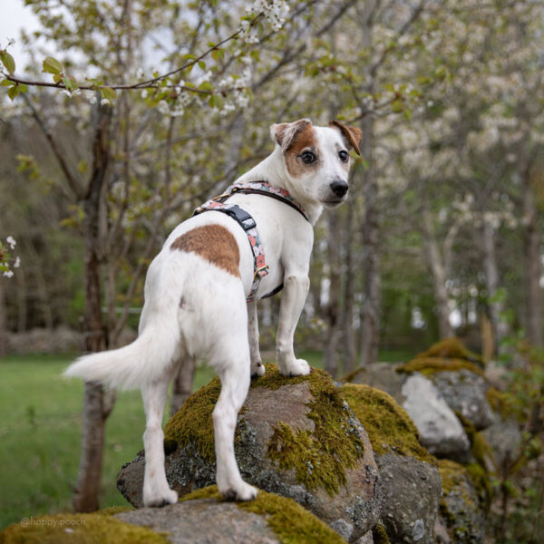 Adventure Sleek harness - Pumpkin Patch - Image 8
