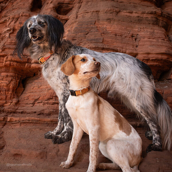 Adventure Sleek Collars - Adjustable with Quick release buckle - Image 3