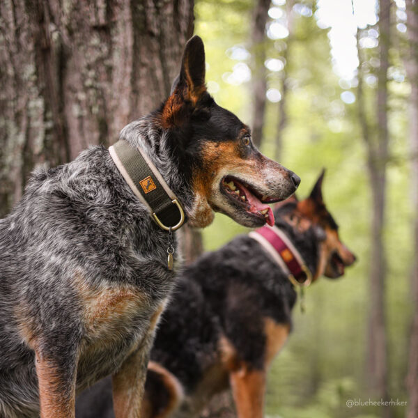 City Sleek collars - Adjustable with quick release buckle