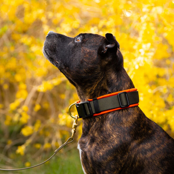 City Sleek collars - Adjustable with quick release buckle - Image 3
