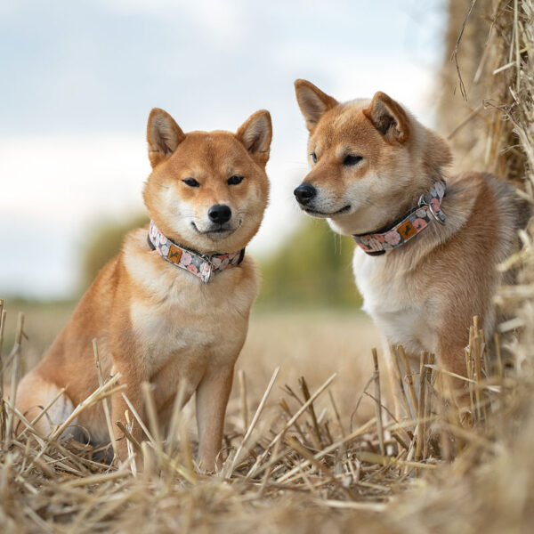 Adventure Sleek Collars - Limited Slip - Image 3